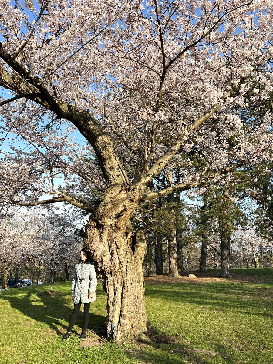 Got up super early this morning with my daughter to steal a moment with the Sakura trees in High Park… so worth it!