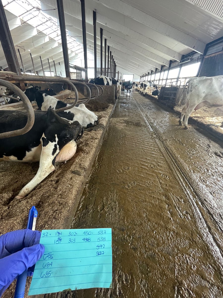 Every Thursday our veterinarians come to do “herd health”. They do fresh checks,  pregnancy checks, and anything else we need checked out. With the help of ultrasounds, our vets can determine if a cow is pregnant as early as 30 days. We have around 40 cows to check weekly.