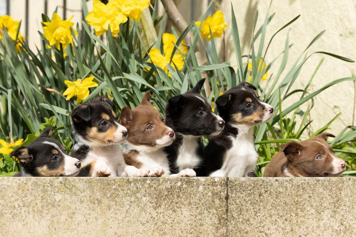 bentleyscitroen's tweet photo. So we know this is nothing to do with cars but we wanted to share this picture with you of Spring, daffodils, and the cutest little faces...🥰🐶 https://t.co/oexqrscL0i
