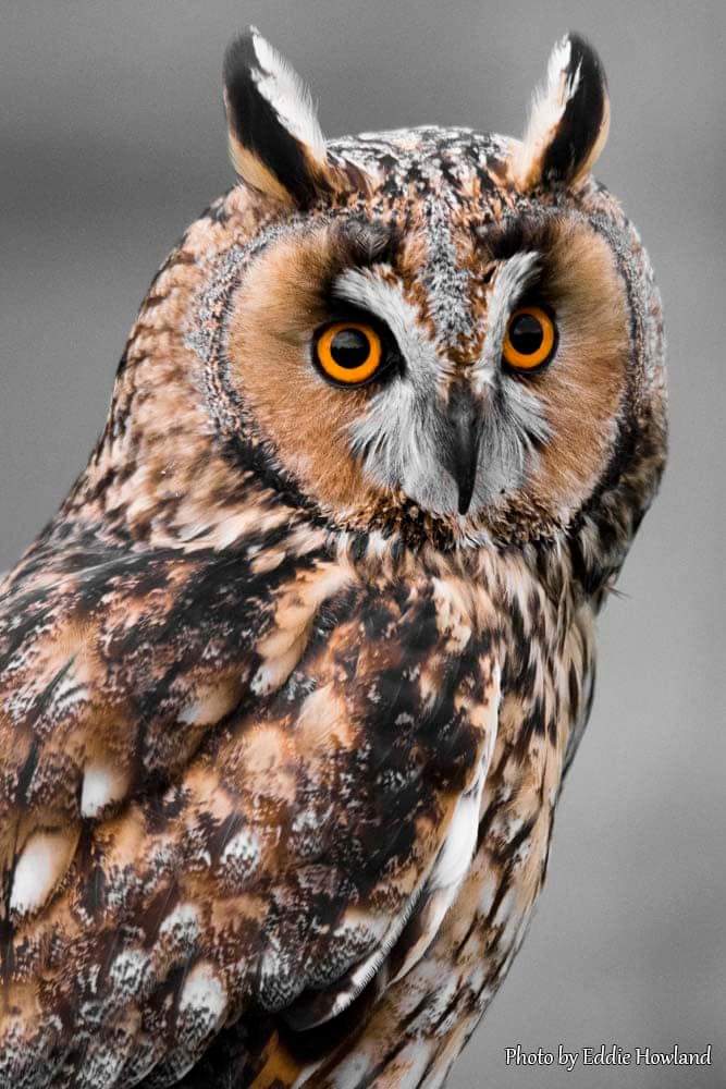 Eddie Howland tweet media