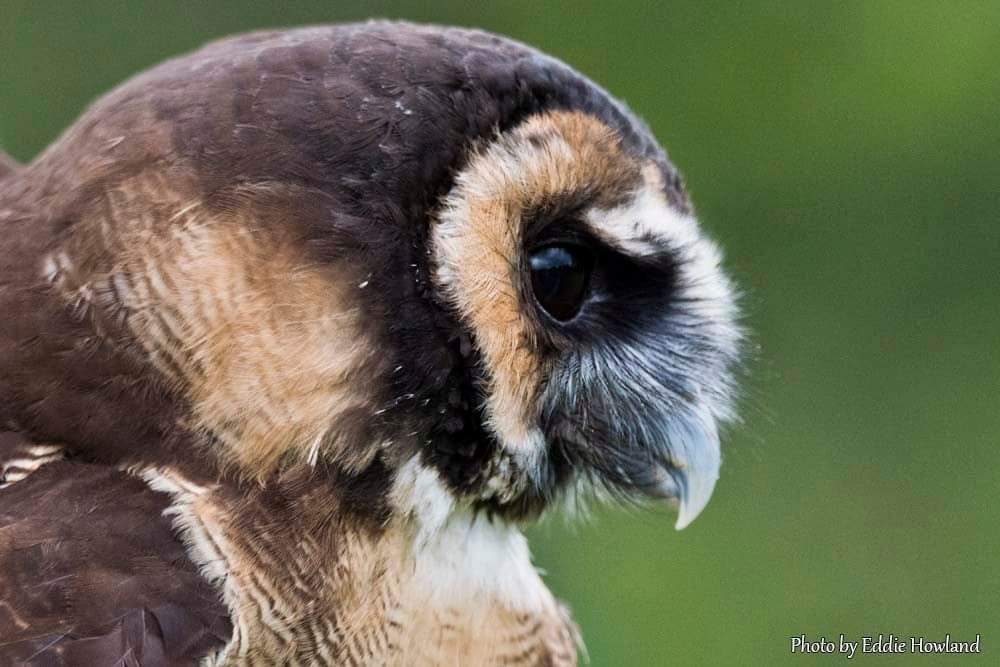 Eddie Howland tweet media