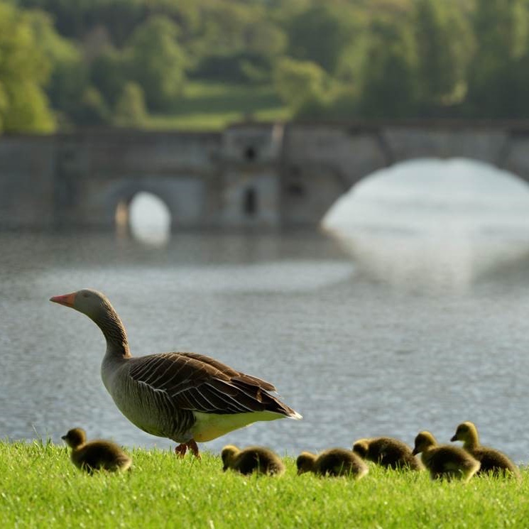 Take a stroll with our newest Blenheim additions this #May during #NationalWalkingMonth. Why not #wander through our incredible State Rooms which have been transformed for our Battlefields &amp; Baroque #Exhibition? (Make sure you keep an eye out for our Mice Trail as you go... 👀)