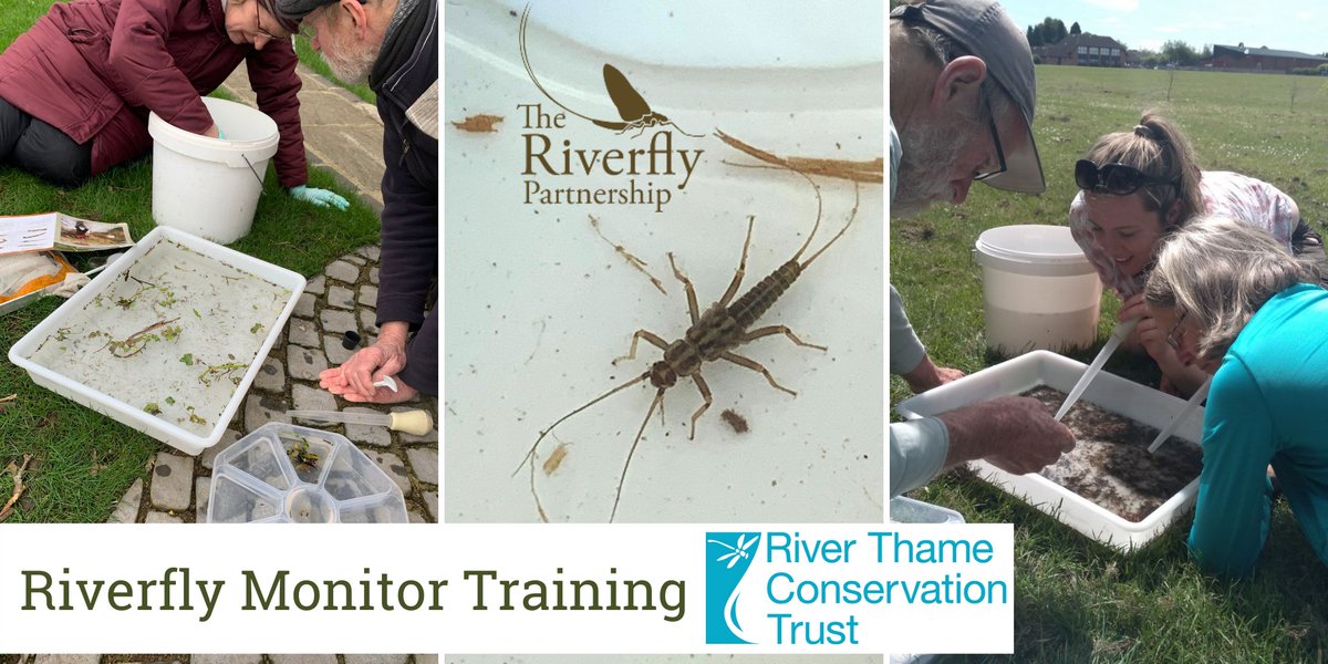 RiverThameCT's tweet photo. Want to help monitor pollution and discover the fantastic diversity of aquatic invertebrates in your local rivers? Become a @Riverflies monitor!

25 June @ Stadhampton Village Hall
Register: https://t.co/TqTrWrjxI8 https://t.co/67gPT2ZjtI