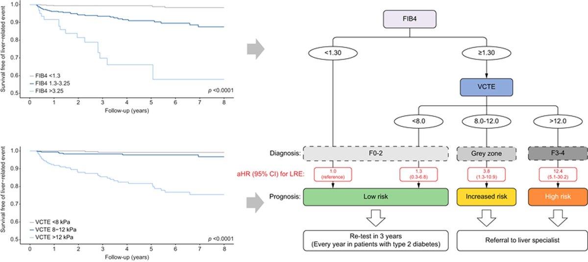 Non-invasive #LiverFibrosis tests🆚#LiverBiopsy for management of patients with #NAFLD❓ ➡️VCTE & FIB4 accurately stratify patients with NAFLD based on risk of #liver-related events here👉bit.ly/3AgOAyD @JeromeBoursier @HannesHagstrom @mromerogomez #LiverTwitter