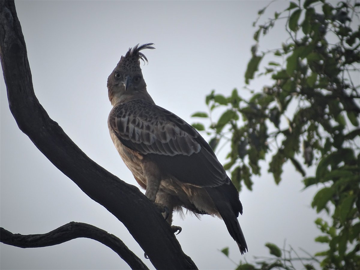 Yearning for a birding trip #birding #Tadoba #CrestedHawkEagle #BirdsofIndia #birdwatching