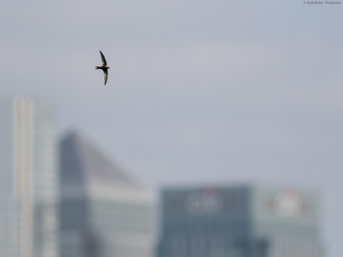 My 1st Swift of the year for Greenwich Park today. #swift #londonbirds #greenwichpark @ThePhotoHour #theroyalparks @WildGreenwich #visitgreenwich #CanaryWharf @BBCSpringwatch