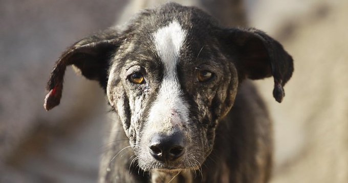 “Mi perro me miraba, con esos ojos más puros que los míos, perdía el tiempo pero me miraba [...] 
... sin molestarme nunca y sin pedirme nada” 
✍-Pablo Neruda-

No consientas el #MALTRATOANIMAL 
#Denuncia #SEPRONA 📲 #062
#YoSiPuedoContarlo