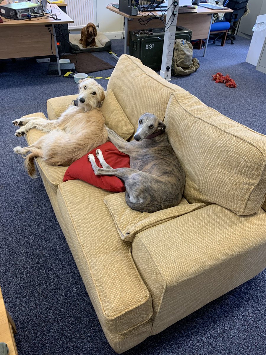 Dr_Peter_Hale's tweet image. We like to try to take a relaxed approach @22FieldHospital, however the Training Wing’s new canine instructors may be taking relaxation too far? #lurcher #armydogs #WorkLifeBalance