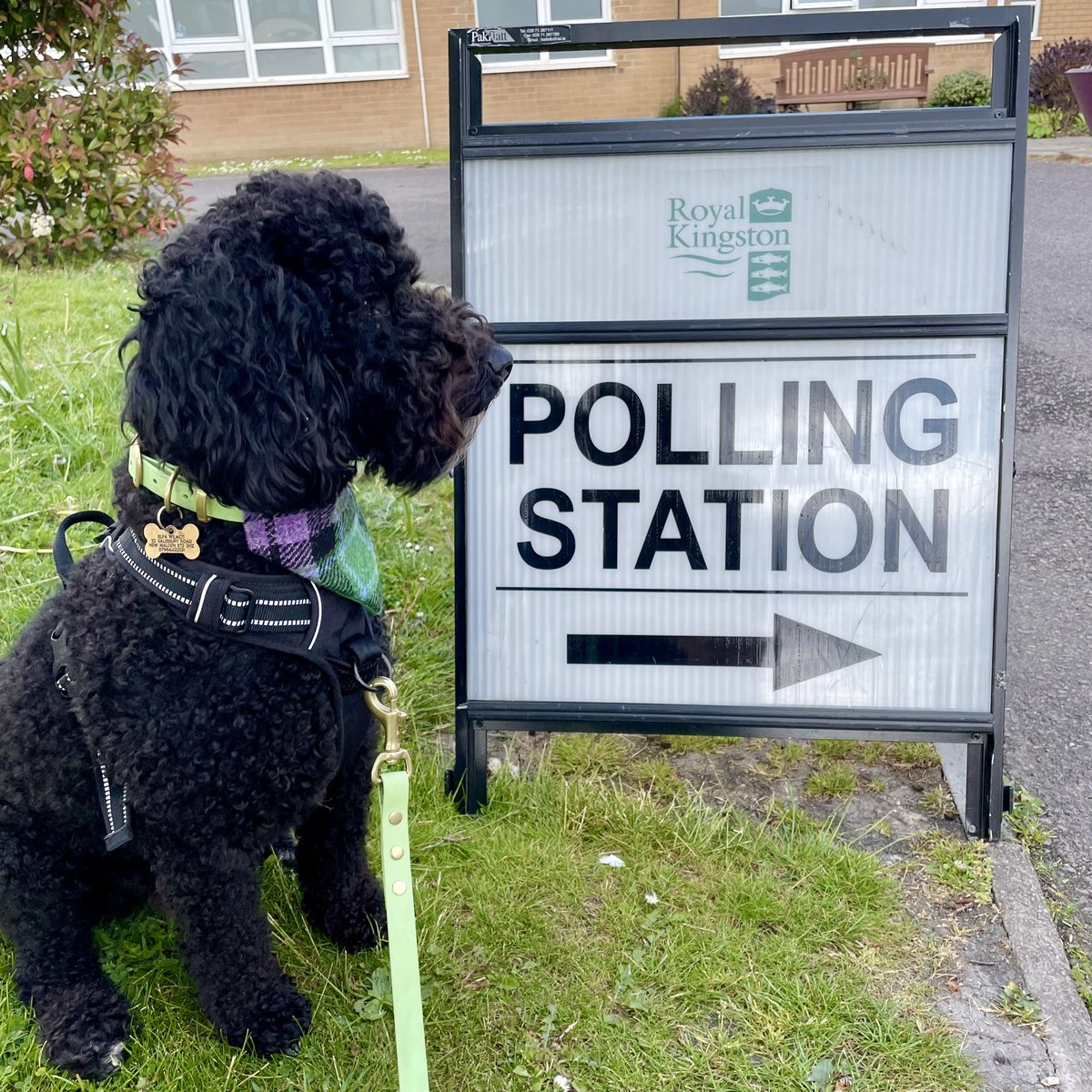 ElfaInLondon's tweet photo. Don’t forget to vote! #dogsatpollingstations https://t.co/hk4LzfnVnL