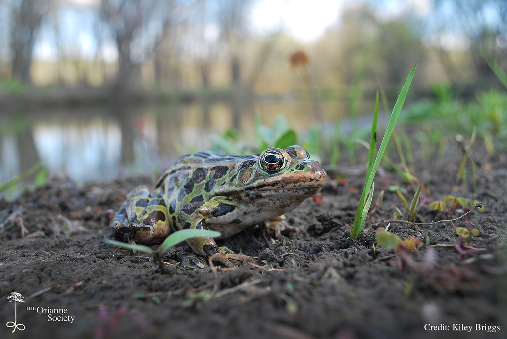 OrianneSociety's tweet photo. As another sign that spring is progressing, our crew in #Vermont just found their first Northern Leopard #Frog of the year. This species emerges from lakes and rivers to breed shortly after most Wood Frogs have stopped calling from ponds and vernal pools. #leopardfrog @herpvt https://t.co/BVd6fz4zYj