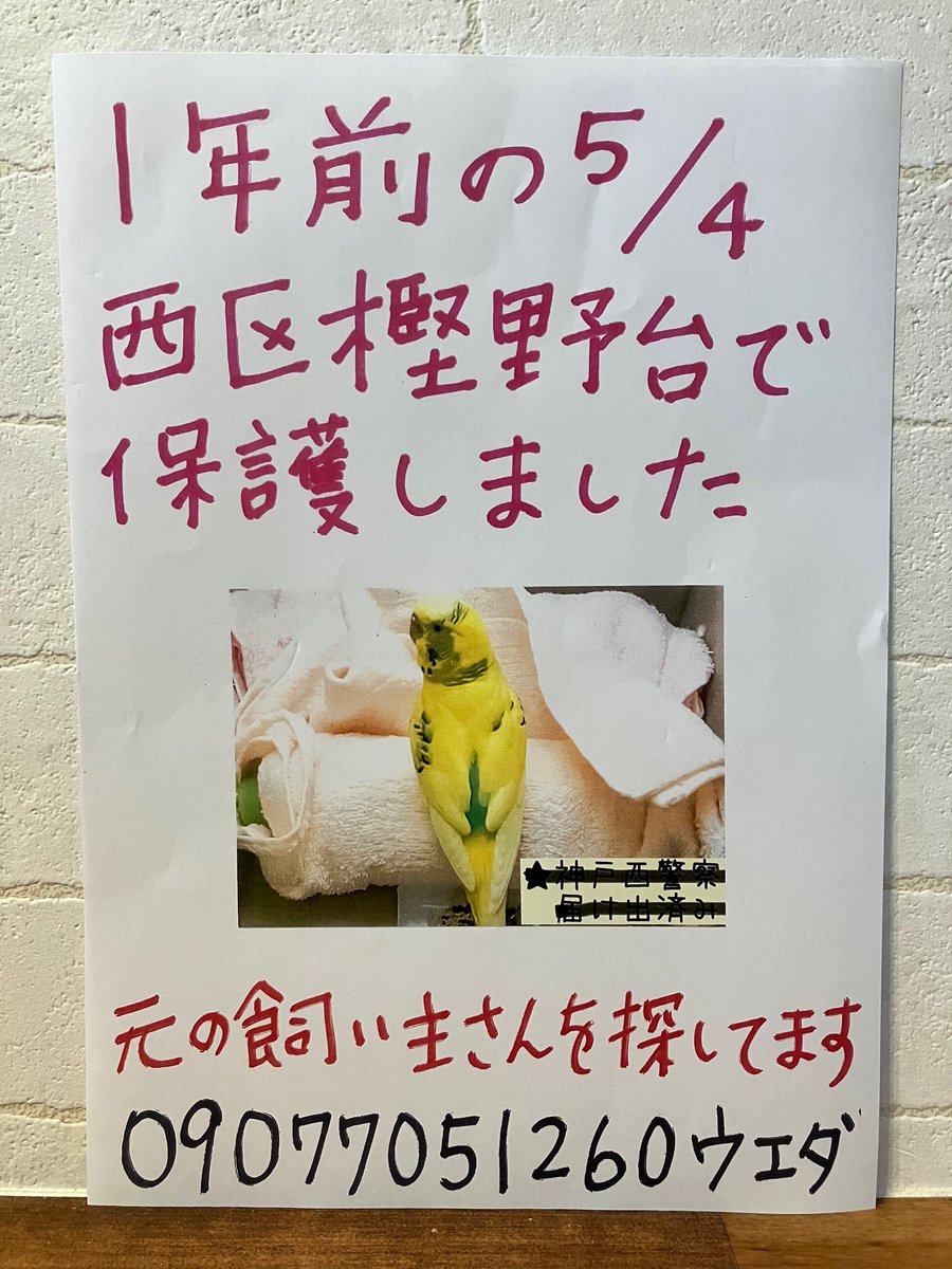 alive98216997's tweet photo. 保護から1年たった昨日ツイートで保護主さんの思いを知り再度神戸市の掲示板にポスターを貼りに行きました。保護された西神中央駅の掲示板は工事中で利用できなかったので駅前のドラッグストアにお願いしてきました。飼い主さんに会えたらインコすごく喜ぶと思うので貼ってもらえるとありがたいです。 https://t.co/X5GoWet9cj