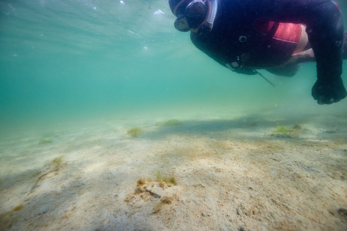 Project Seagrass tweet media