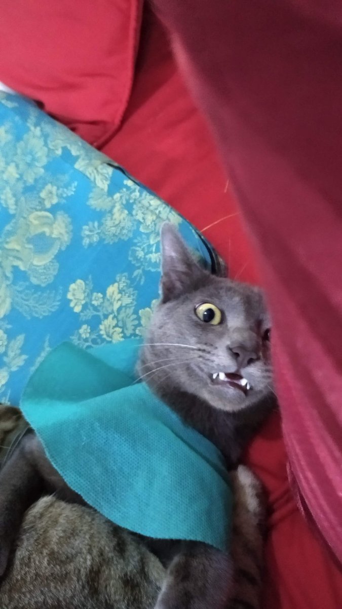 ✨ dayi ✨ tweet media