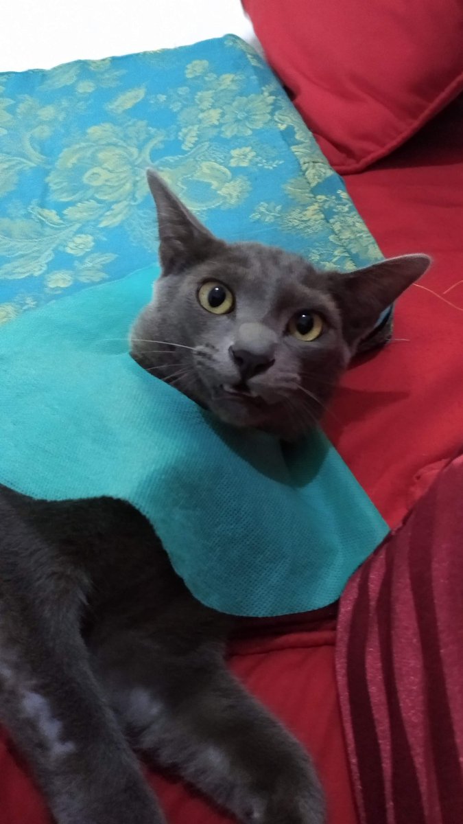 ✨ dayi ✨ tweet media