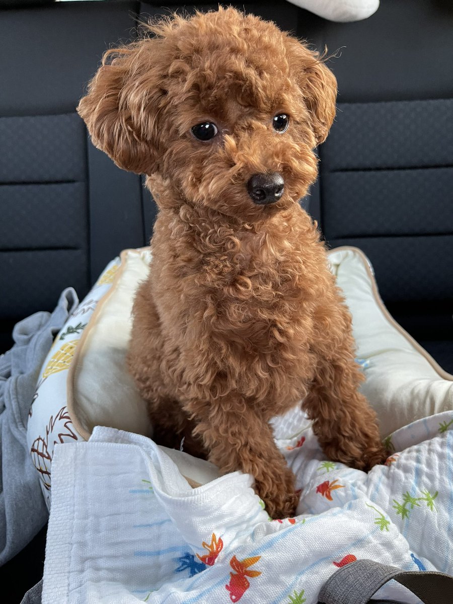 おっきくなったなぁ🐶🐾
3.3kgなう

一緒にドライブ楽しかったね
らぶ♡
