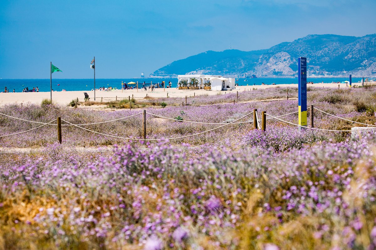 [NdP] Una reserva inesperada de papallones a les #PlatgesMetropolitanes. 

➡ És un dels resultats del 3r informe de l'Observatori metropolità de les papallones, impulsat per <a href="/ParcsplatgesAMB/">Parcs i platges AMB</a>, <a href="/CREAF_ecologia/">CREAF</a>
i @iermbcn

>> bit.ly/3FhPo8Rv