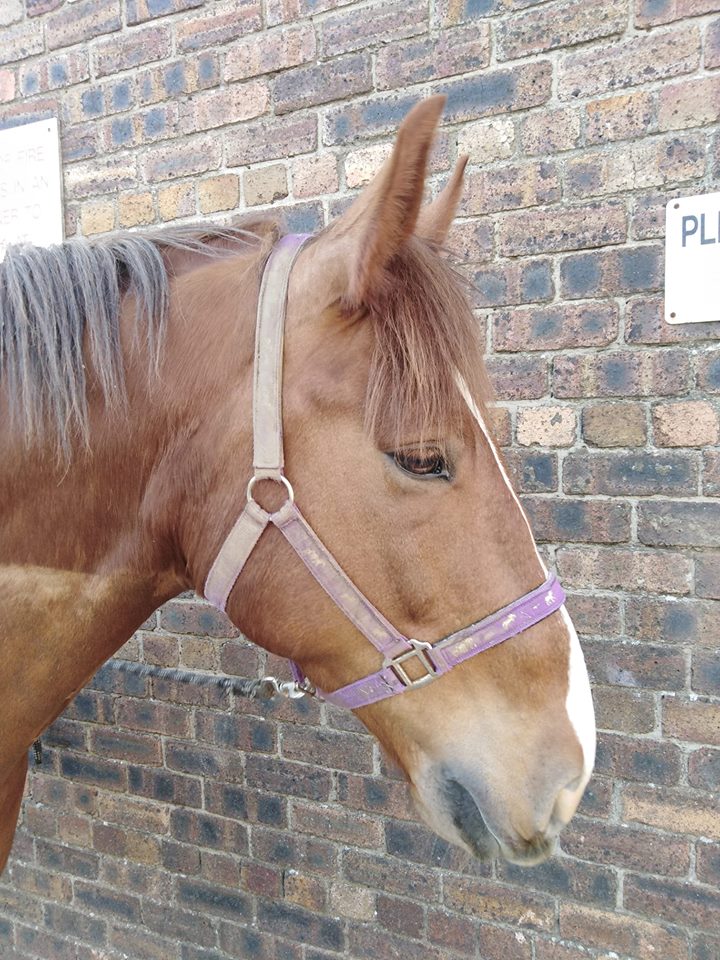 Clancy the Irish Draught (@ClancyIrishboy) / Posts / X