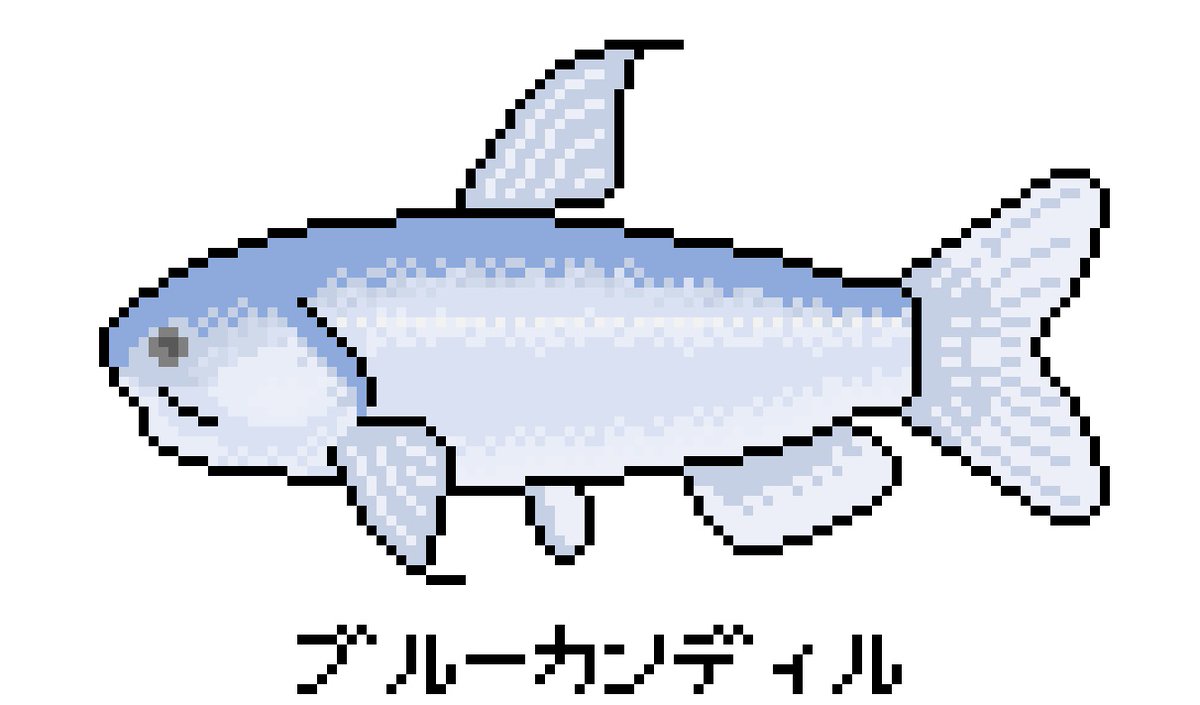 専門店の安心の1ヶ月保証付 【透明骨格標本】ブルーカンディル約10cm