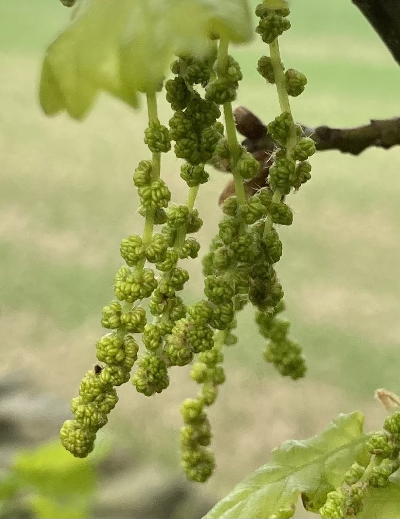 So last year I realised that I’d never actually seen oak trees in flower… how weird is that 🤷‍♀️🤣
Well now I have!! #noticenature #365dayswild