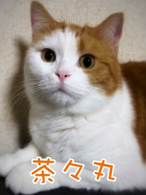 yuzu_bely0305's tweet photo. まだ、見つかっておりません。
もしこの子ではないかと思われる猫を見かけたら、可能であれば写真を撮って頂き、ご連絡頂けましたら助かります。
お手数をおかけして申し訳ございませんが、どうぞよろしくお願いします🙏🙇 https://t.co/I4I8Hd09KQ