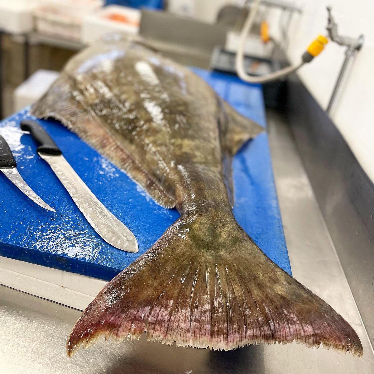 WelchFishmonger's tweet photo. A beautiful 30kg North Sea Halibut that came in this morning. Proper quality! Filleted &amp; flying out ✈️ https://t.co/Qswm4YV4l4