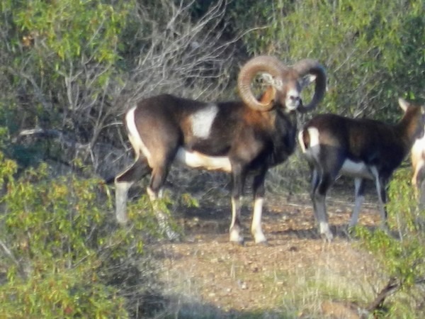 En un afán de seleccionar para ti los mejores recechos de muflón para esta primavera, os traemos otra gran oferta encontrada en el buscador de caza de Micaza Online. 
Descripción

...

bit.ly/3P1xnA2