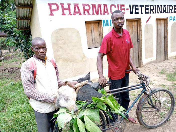 #Maïndombe : distribution des porcs aux bénéficiaires du Projet d’Appui aux Communautés Dépendantes de la #Forêt dans le Territoire de Kiri, bit.ly/3MOxOfm