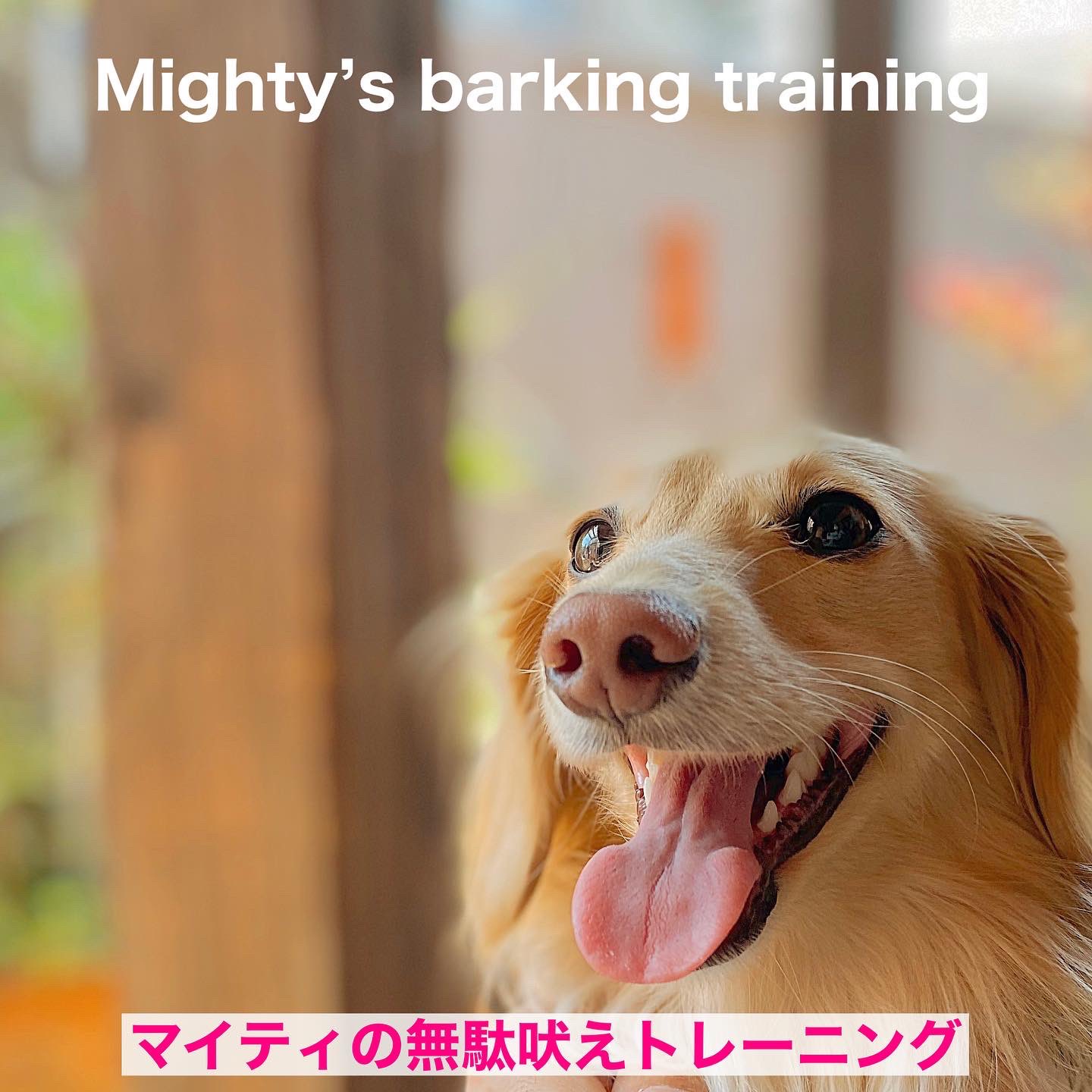 犬の無駄吠え Twitter Search Twitter