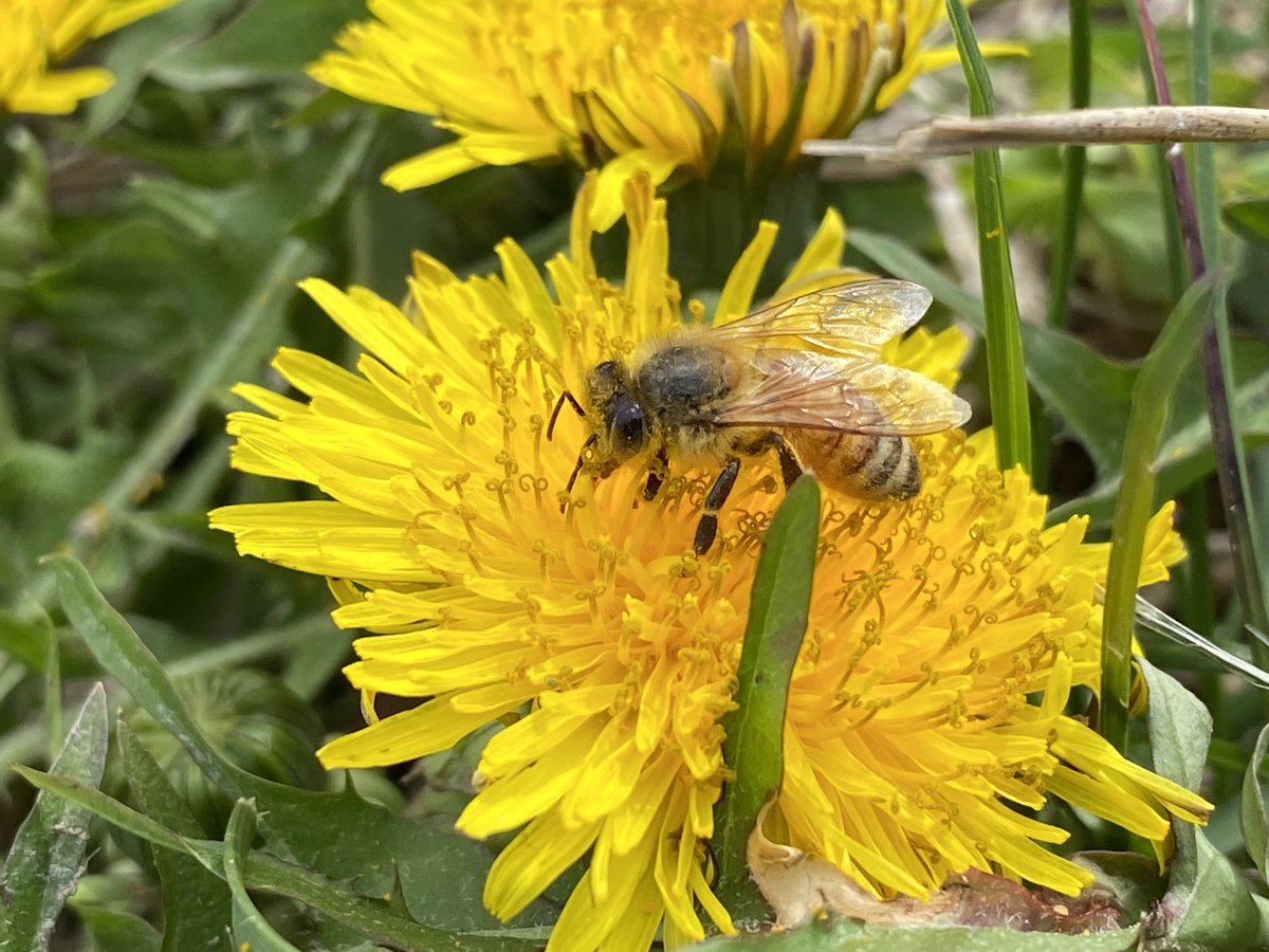 CoachTaylorD's tweet image. What are you doing at work today? I’m installing a hive of honeybees into a classroom! @catskillcsd
