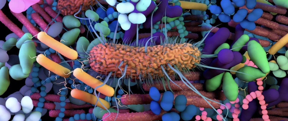 #ESOC2022 in the News: Gut microbiome may influence the risk and severity of stroke, article by Jason Goodyer of BBC Science Focus <a href="/sciencefocus/">BBC Science Focus Magazine</a>
 
👉 sciencefocus.com/news/gut-micro…

#stroke #neurotwitter