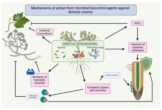A review entitled “Mechanisms of Action of Microbial Biocontrol Agents against #Botrytis_cinerea” from Rocío Roca-Couso et al.

View full text at mdpi.com/2309-608X/7/12…