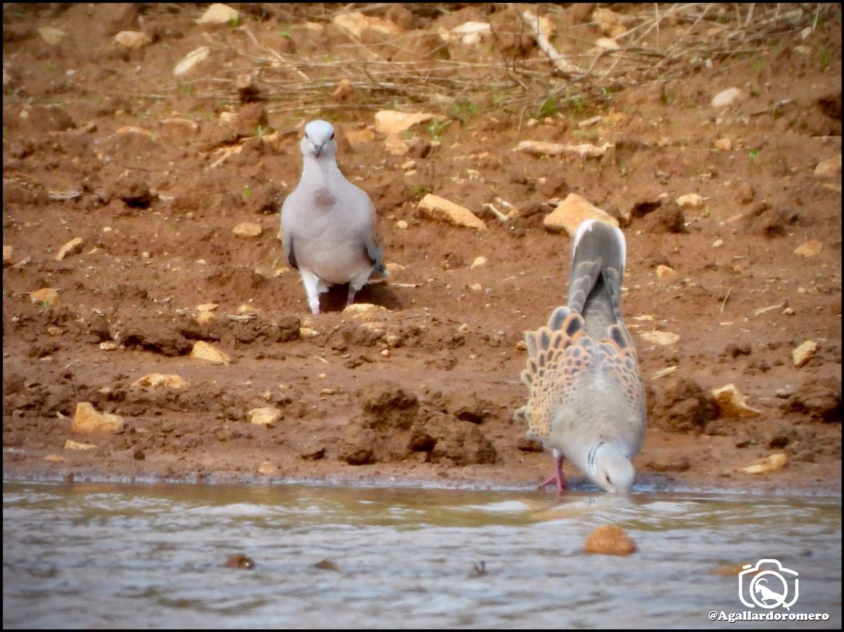 f_artemisan's tweet photo. 🔎 ¡Tiempo de censar aves migratorias estivales con el Observatorio Cinegético! Como estas fantásticas tórtolas europeas que nos envía @Agallardoromero 👏
¿Te animas? https://t.co/nS18dPDcUM https://t.co/clas3vUd6k
