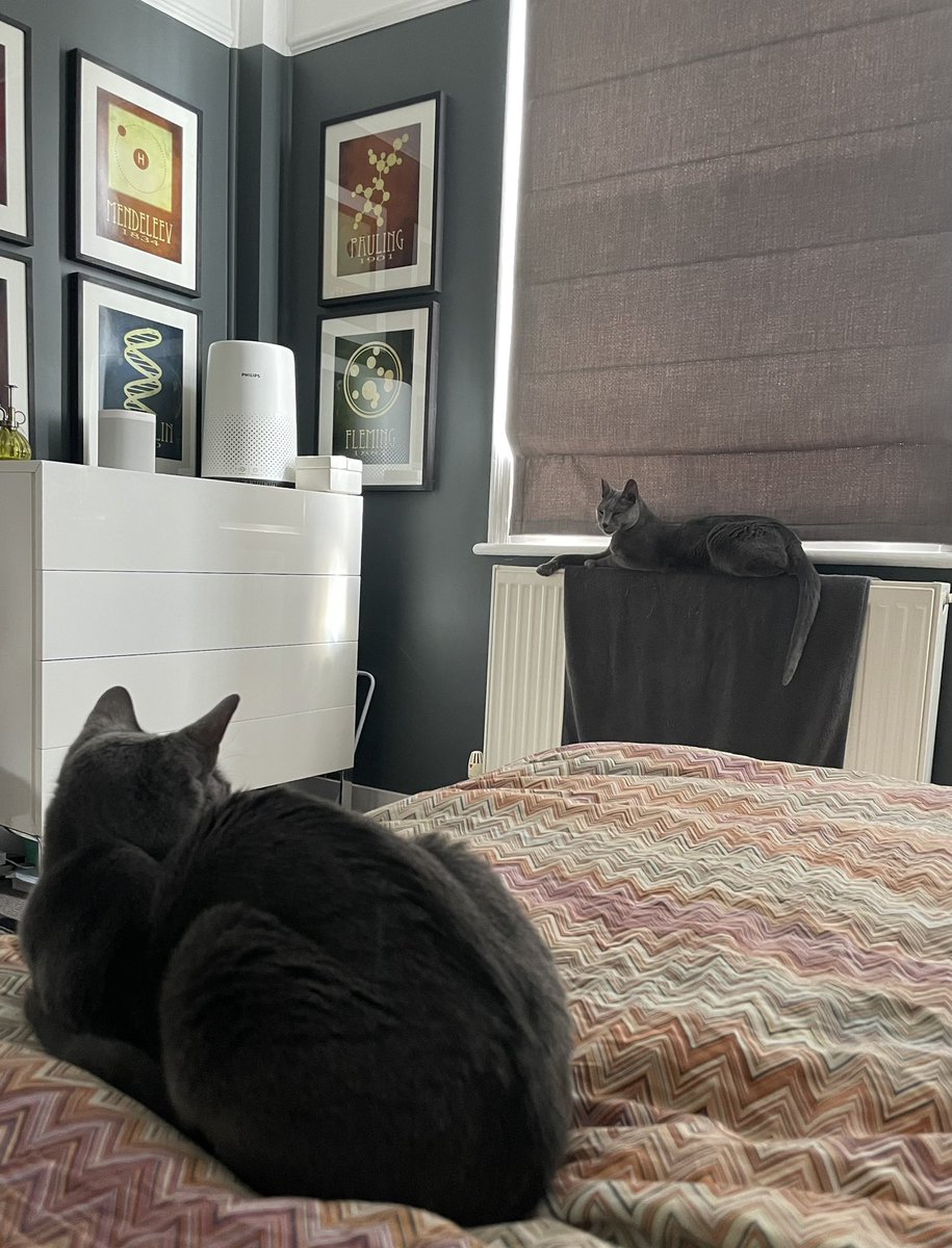 #CatsNotAtPollingStations #LocalElections #vote