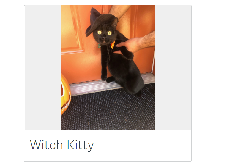 lexipropach's tweet photo. Check out the winner, Witch Kitty, of the pet costume contest from last October at Lantern Bay Apartments! Pet-friendly complexes should not only have great amenities for their residents but should also create a community among the furry friends and their owners. https://t.co/b6CGEjjJFs