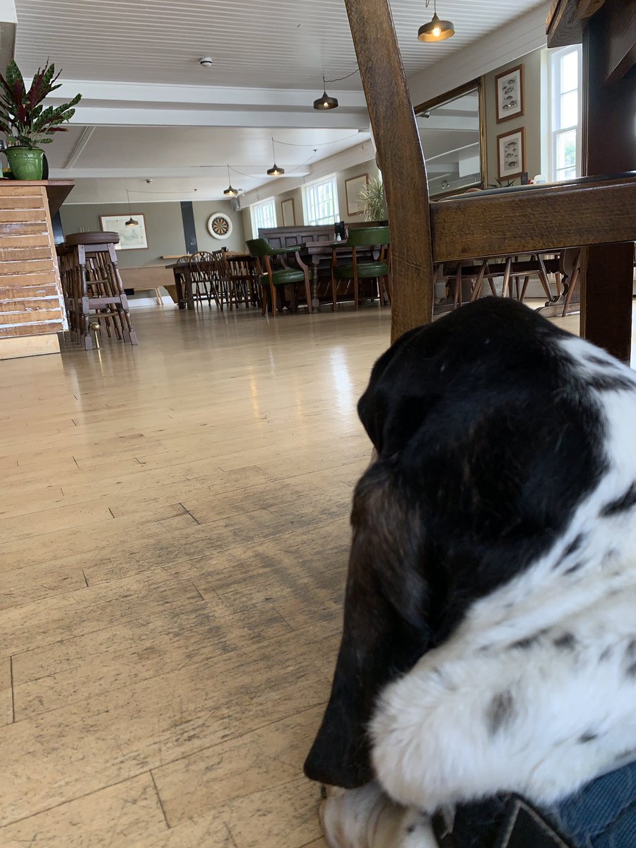 teddywright's tweet photo. Taking it easy at the wonderful Coombe Barton Inn #Crackington and hoping to share my dad’s lunch #basset #bassethound #bassetsoftwitter https://t.co/gmOjWyvwlr