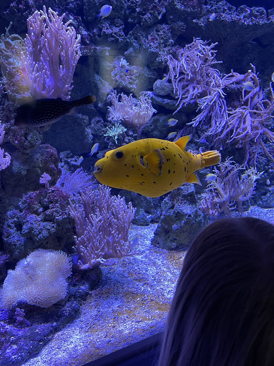 WCoFE_Beech12's tweet photo. We had a fantastic day at the deep yesterday. Finding out all about how we can protect our oceans🐡⭐️🐠 https://t.co/Ddtfljbfme