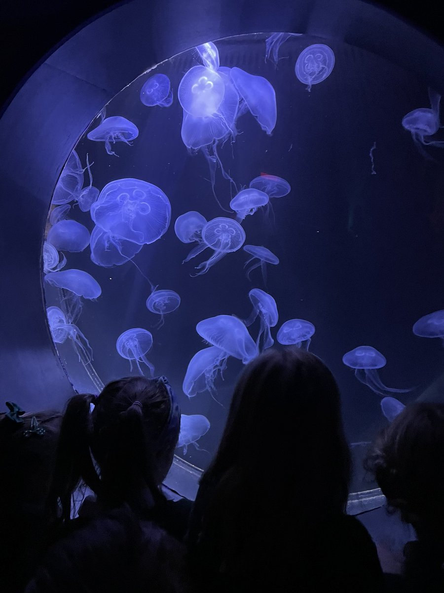WCoFE_Beech12's tweet photo. We had a fantastic day at the deep yesterday. Finding out all about how we can protect our oceans🐡⭐️🐠 https://t.co/Ddtfljbfme