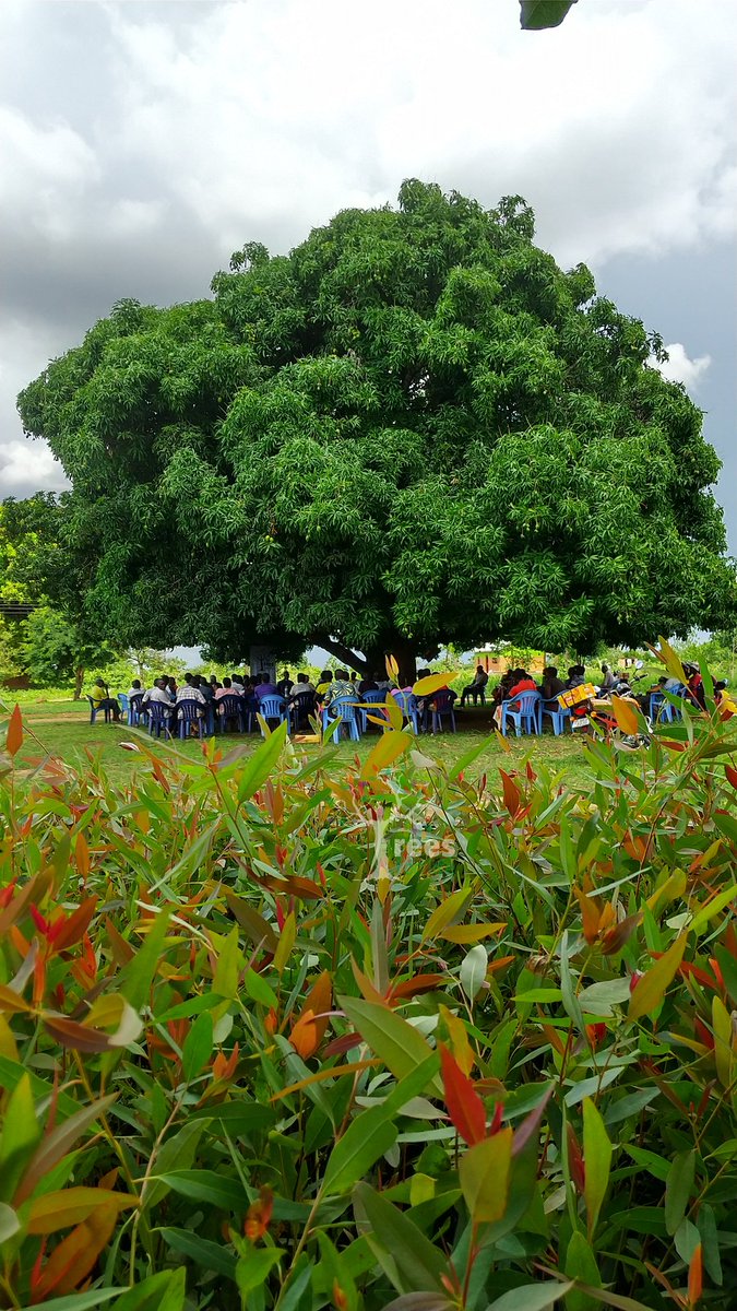 Imagine just one tree can shelter a small community, how much more if you planted many today for the future generations. Wouldn't it he great?

PLANT A TREE FOR LIFE TODAY!

#treesforlife #treesforhealth #savetheplanet #everydayisearthday #EarthDay2022