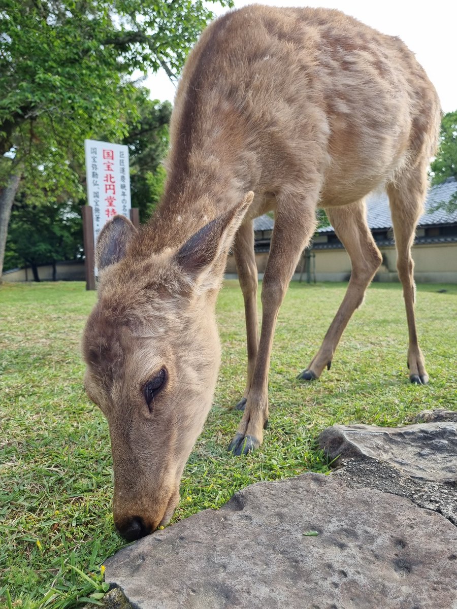 MissJacobsen1's tweet photo. Been soaking up Nara today. https://t.co/6xjJie2scC