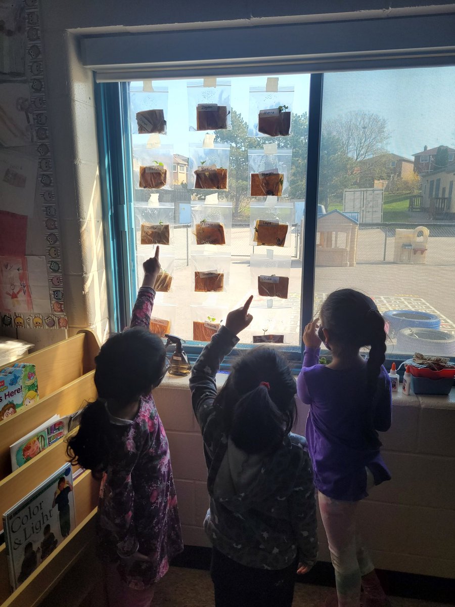 Mrs_J_LeBlanc's tweet photo. "We have real plants growing in our classroom!!" 
Their excitement is next level for roots and sprouts and I am loving it. 
#Kindergarten #fdk #inquiry #engagement #excitement #watchthemgrow #learning #plants #earthlovers #earlyyears #littlehawks #youngestlearners @HighbushHawks https://t.co/sXJlvtePuL