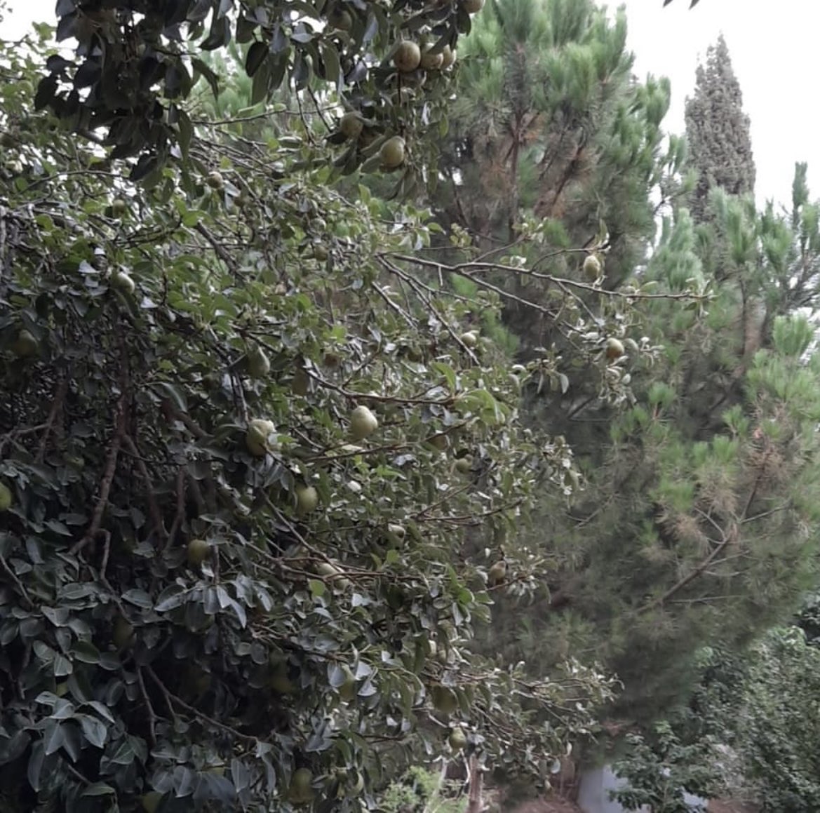 amira.alshehri4 (@amira4alshehri) on Twitter photo 