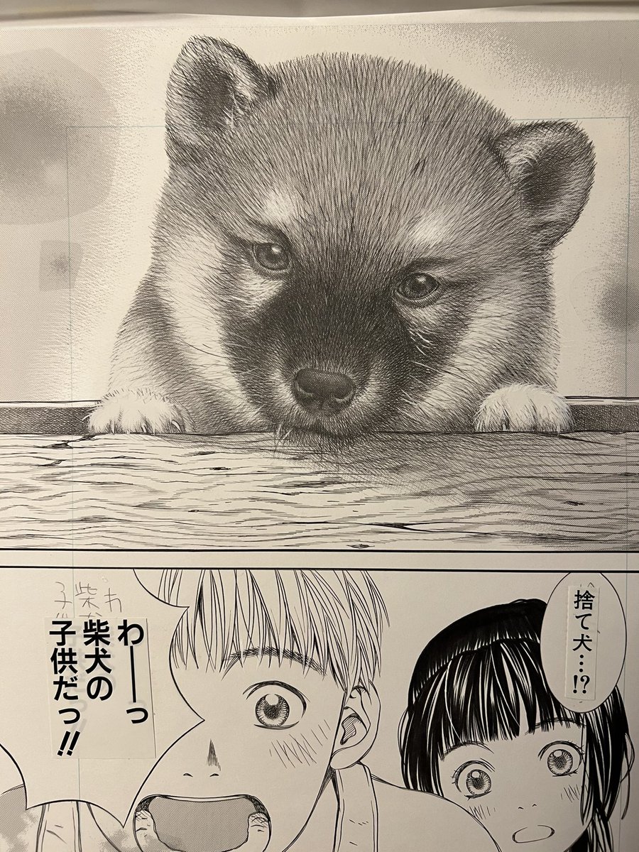柴犬の子供はめちゃくちゃ可愛い…

それでは皆さんおやすみなさい🌙 
