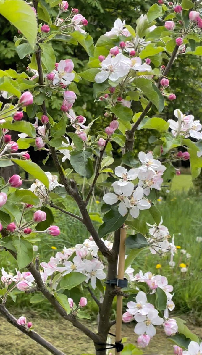 WaltzGarden's tweet photo. These 4 trees were all planted 2 years ago and seem to be thriving today. (1 apple tree, 2 crab apple trees, 1 prunus cherry tree). Not only picked for their attractive Spring blossoms &amp; Autumn colour, but the fruit to come for both us and the birds! https://t.co/ki5alnwImU