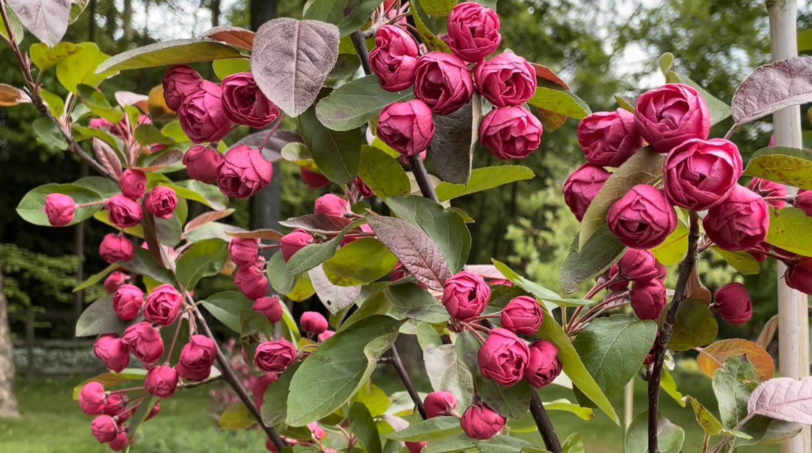 WaltzGarden's tweet photo. These 4 trees were all planted 2 years ago and seem to be thriving today. (1 apple tree, 2 crab apple trees, 1 prunus cherry tree). Not only picked for their attractive Spring blossoms &amp; Autumn colour, but the fruit to come for both us and the birds! https://t.co/ki5alnwImU