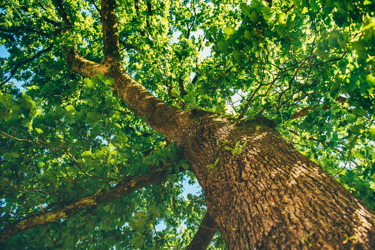 GTFCymru's tweet photo. Mae’r gwanwyn wedi cyrraedd ac mae’r coed yn eu dail eto 🍃🌳

Mae Cymru yn gartref i amrywiaeth o goed sy'n darparu cynefinoedd hanfodol i bob math o adar, mamaliaid a phlanhigion coetir.

Defnyddiwch ein hadnodd i adnabod rhai o goed cyffredin Cymru - https://t.co/F7ptVWqvxA https://t.co/qfKmUoxZOt