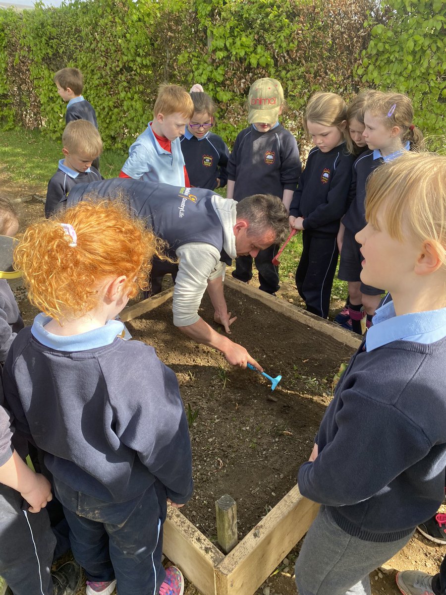 MrsByrneBNS's tweet photo. Senior Infants did a fantastic job weeding our beds this morning and Fergal from @GlanbiaPlc showed us how to sow our wildflower seeds. We look forward to having lovely flowers for the bees this summer @RathnureNS @GreenSchoolsIre @countrylifegc 🐝 🌼🌸🌺 https://t.co/crMnaS2ptp