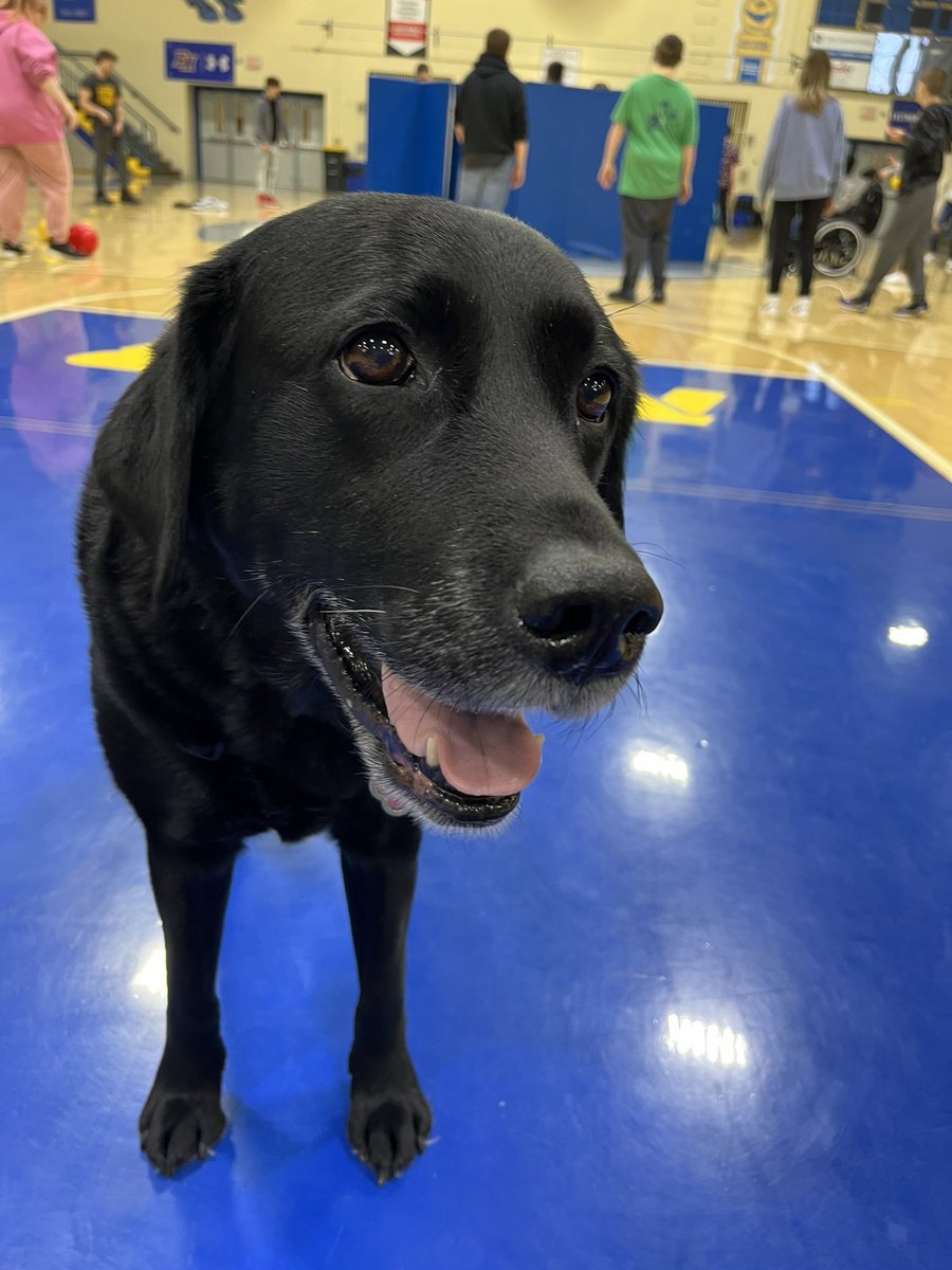 My teaching partner and love of my life is 10 years old today. Happy Birthday Wanda:) 💛💙