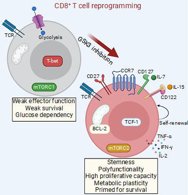 Can we reprogram CD8+ T cells from people with HIV-1 to promote key characteristics of the cells found in HIV controllers? In our last study, now available in <a href="/jclinicalinvest/">Journal of Clinical Investigation</a>, <a href="/perdomo_celis/">Federico Perdomo Celis</a>  and the team show proof of principle supporting this idea jci.org/articles/view/…