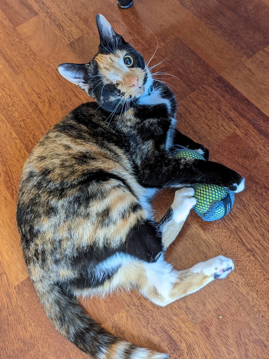 LOCnCode's tweet photo. @Mandy_Kerr Butter. The one-eyed wonder cat. Don't be fooled by her cuteness. She is an apex predator! (Or so she thinks 😹) https://t.co/Kjtzb7TMrw
