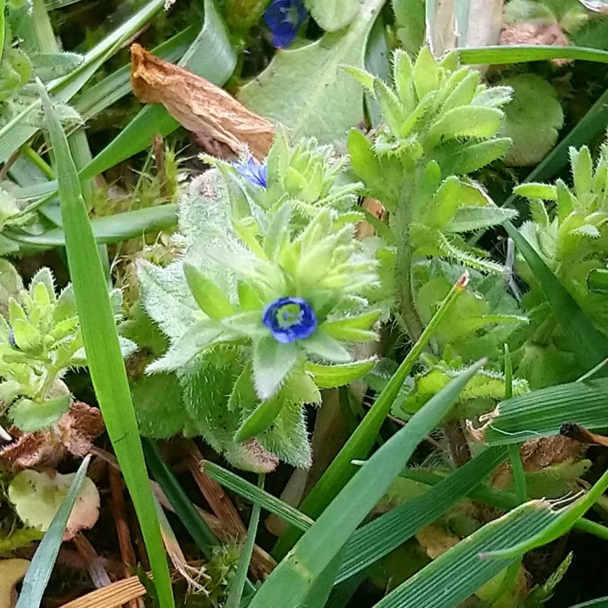 The_LizMarshall's tweet photo. Pretty chuffed to have spotted what appears to be another type of Speedwell growing in the front lawn. I believe this could be Wall (aka corn/Common) Speedwell.

@The_RHS @StaffsWildlife #wildflowerhour #wildFlowers #Speedwells #Speedwell https://t.co/CaremQBkyY